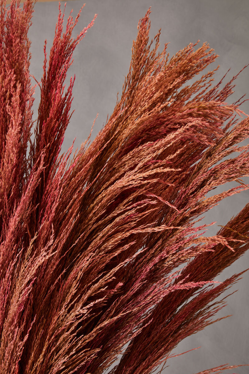 Fiori Pink Stem Pampas Grass