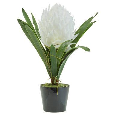 Fiori White Tropical Plant in Black Pot