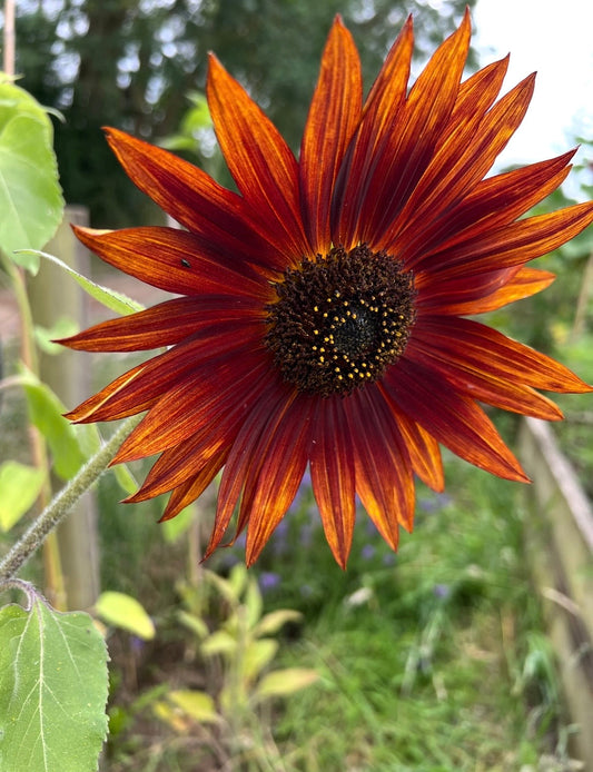 Sunflower Red Sun