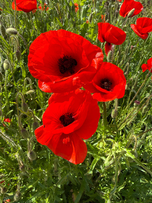 Poppy Flanders Red