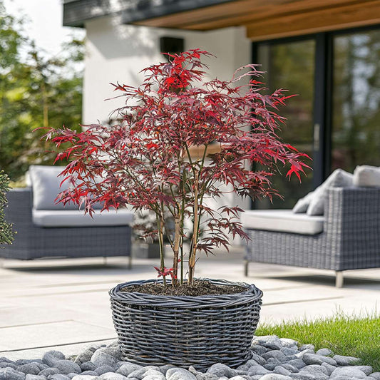 Japanese maple - Acer palmatum 'Starfish' - Height 60-70cm - ⌀19cm