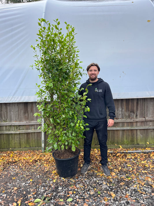 6-7ft Griselinia llitoralis (180-210cm) 40L