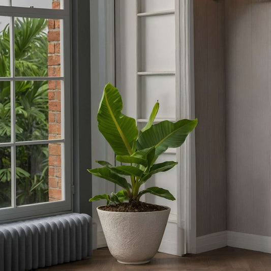 Banana Plant - 4 pcs. - Musa 'Oriental Dwarf' - Height 25-40cm - ⌀12cm