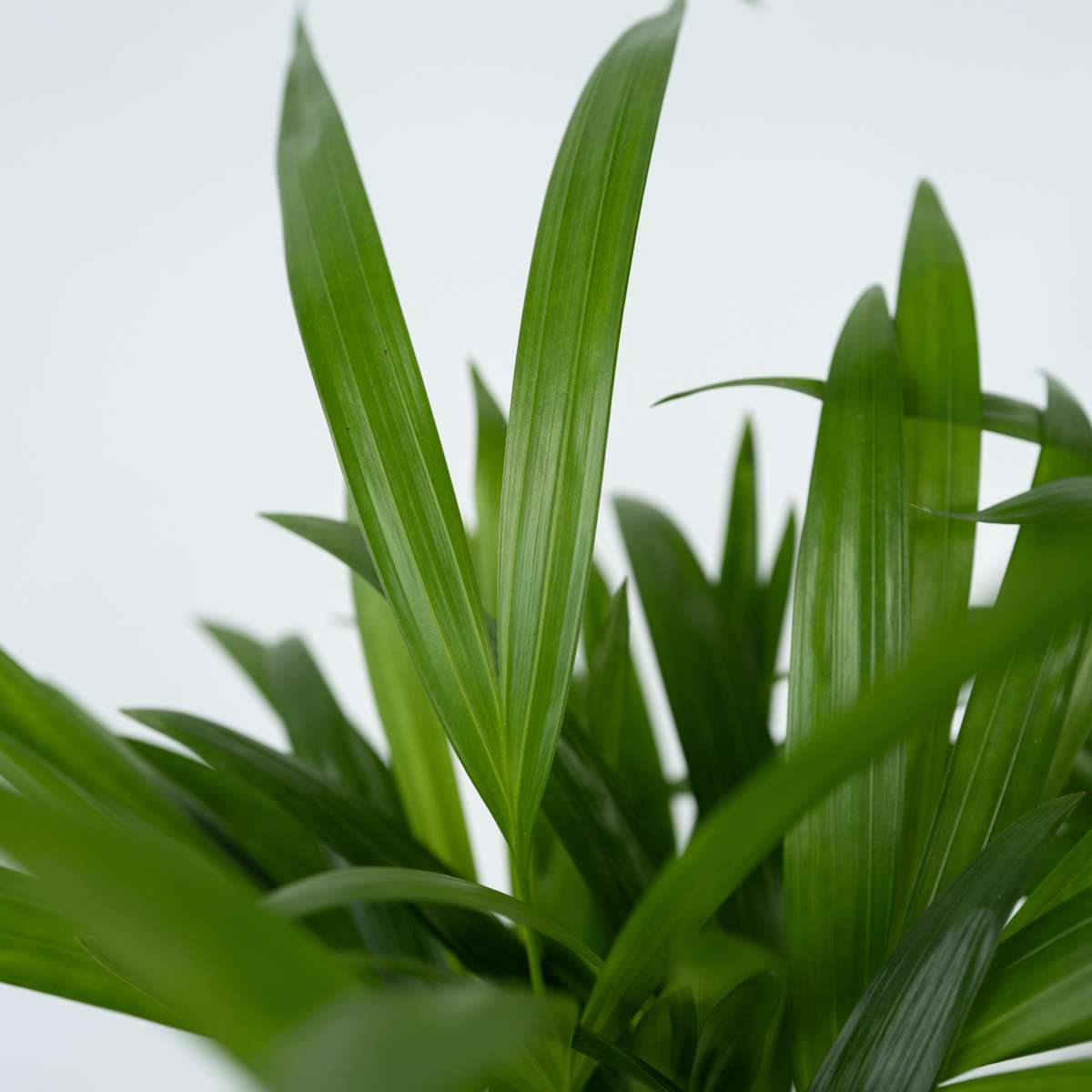 Areca palm 'Golden Cane' - 4 pcs. - Dypsis lutescens - Height 60-70cm - ⌀17cm