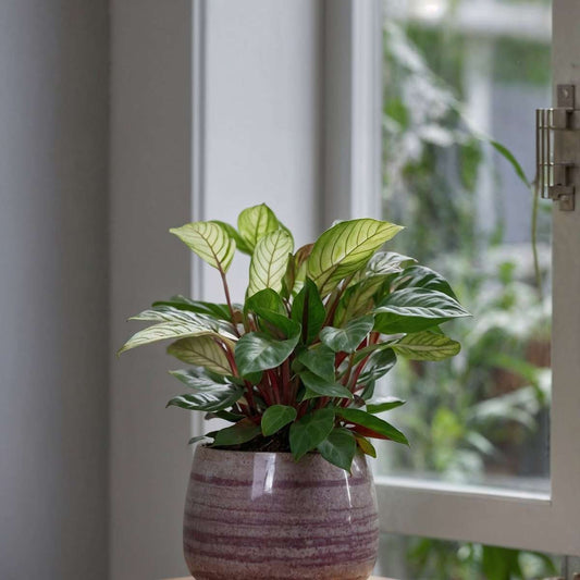 Never Never Plant - Ctenanthe 'Amagris' - Height 20-30cm - ⌀12cm