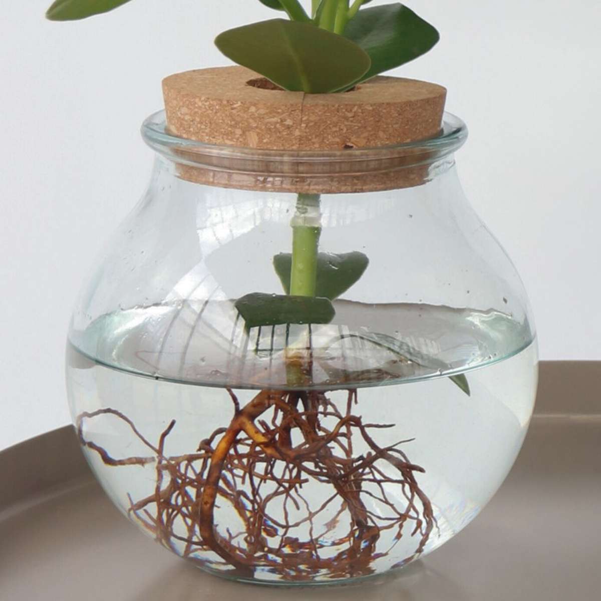 Autograph tree - Clusia rosea 'Princess' - Height 25-35cm - ⌀20cm