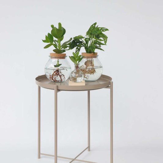 Mini Swiss Cheese Plant - Monstera 'Monkey Mask' - Height 25-35cm - ⌀20cm