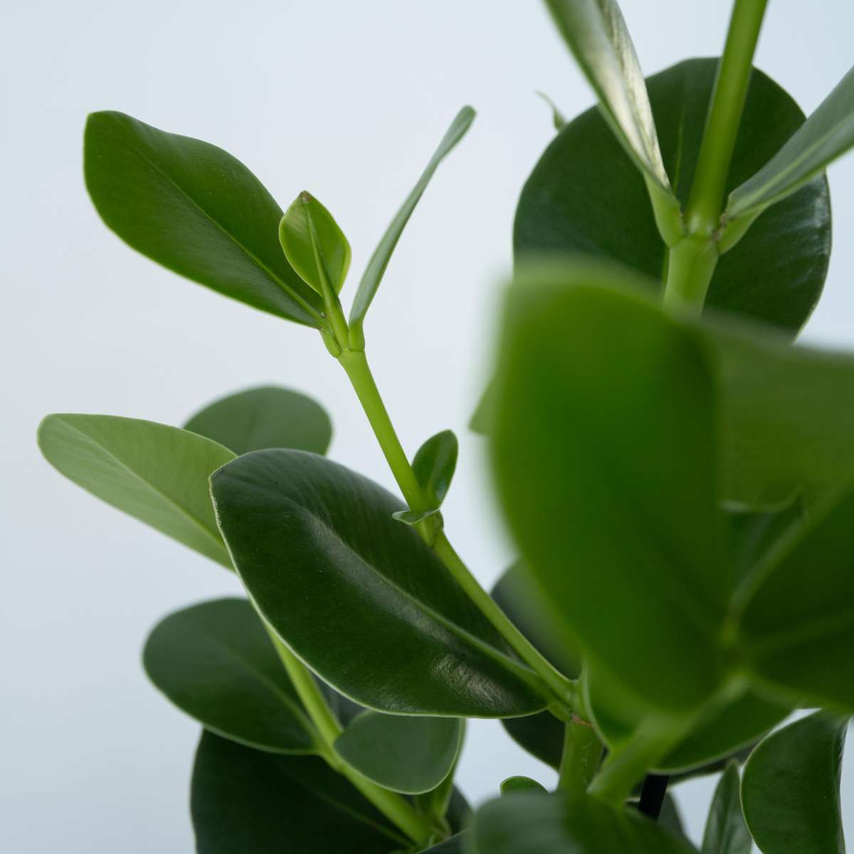 Autograph tree - Clusia rosea 'Princess' - Height 50-60cm - ⌀17cm