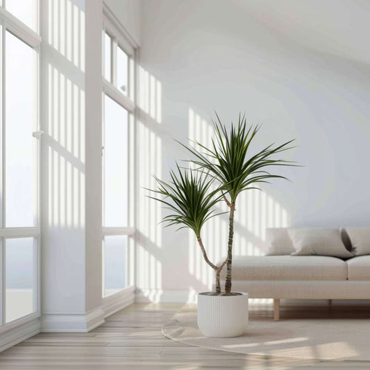 Madagascar Dragon Tree - Dracaena marginata - Height 70-80cm - ⌀17cm