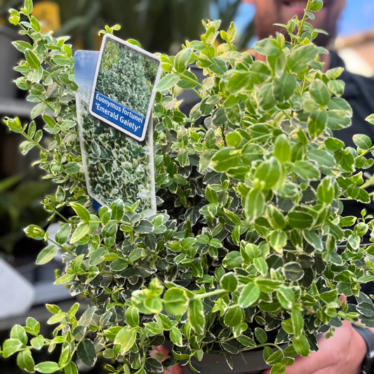 Euonymus fortunei 'Emerald Gaiety'