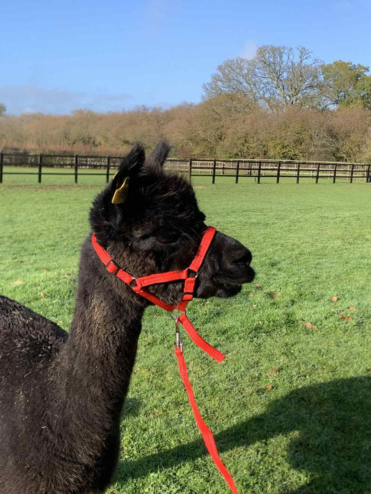 Dinky Headcollar - Mini, Alpaca, Llama, Sheep, Foal