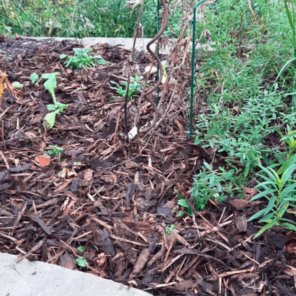 Winter Garden Bark Mulch