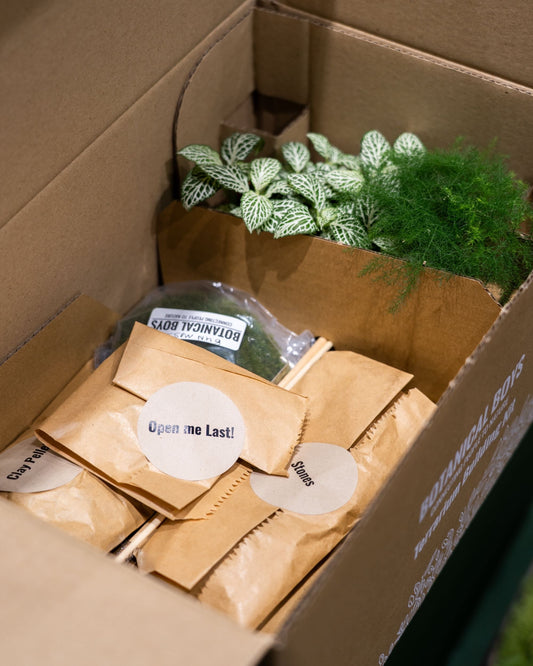 Terrarium Kit ingredients - Large- No glass