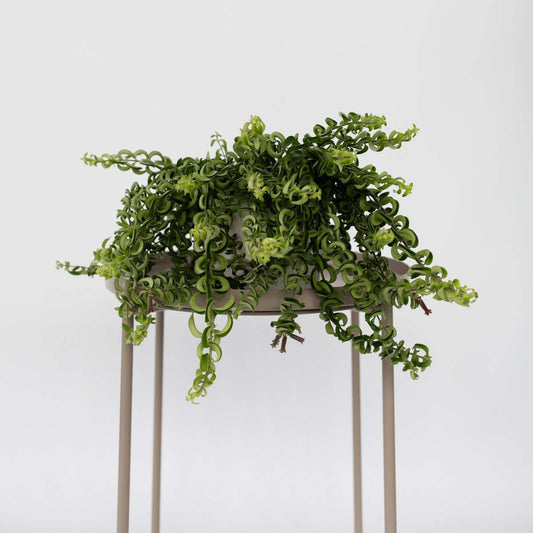 Lipstick Plant - 2 pcs. - Aeschynanthus pulcher - Height 20-30cm - ⌀15cm