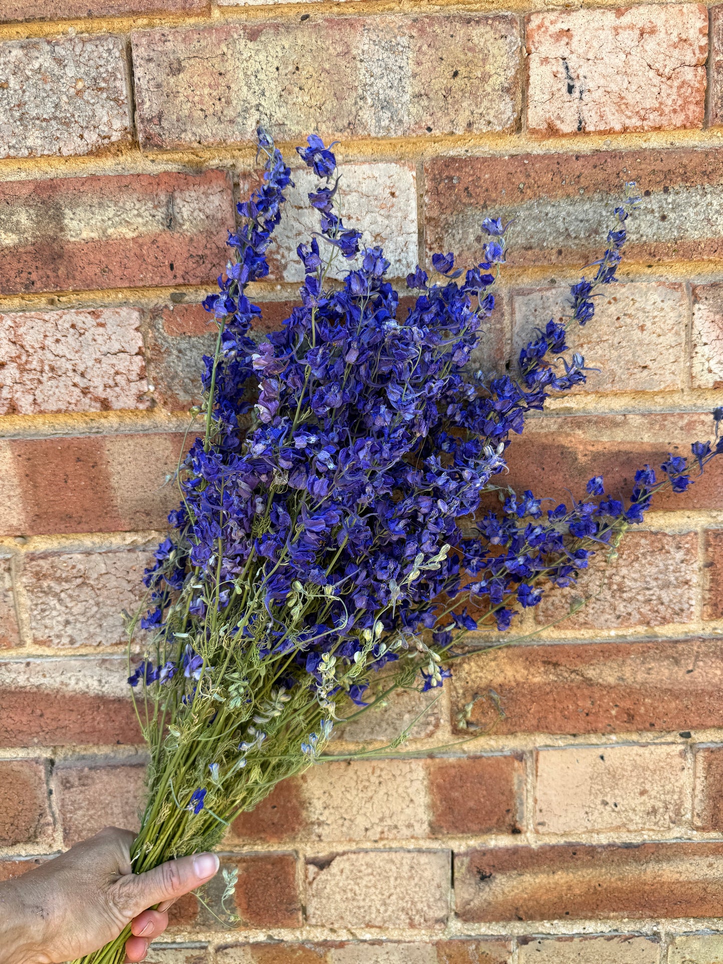 Larkspur Dried | Purple or Mixed | Norfolk Cottage