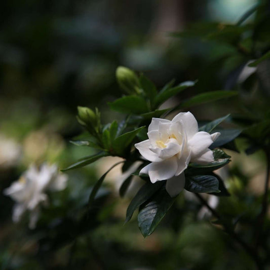 Cape Jasmine - 2 pcs. - Gardenia jasminoides - Height 20-30cm - ⌀13cm