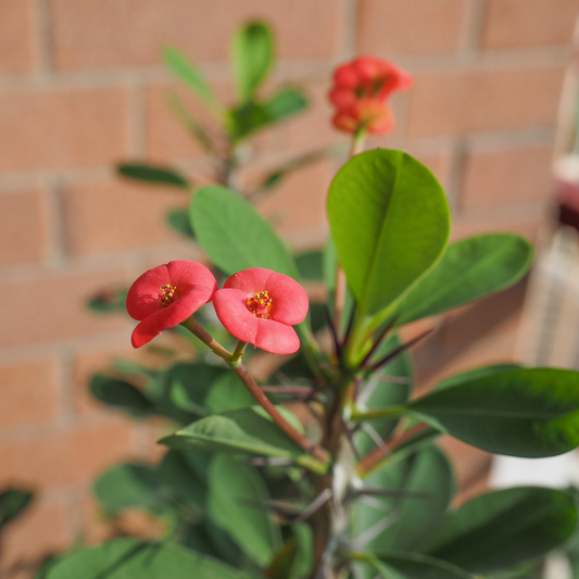 Crown of thorns - 2 pcs. - Euphorbia 'Milii' - Height 25-35cm - ⌀13cm