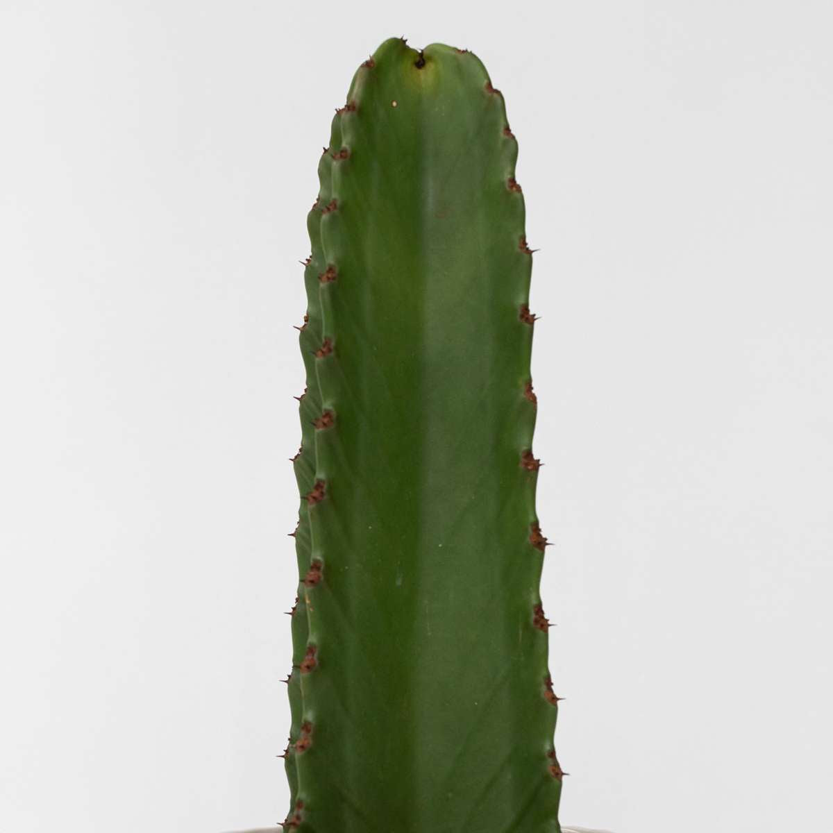 Candelabra tree cactus - Euphorbia ingens - Height 40-50cm - ⌀18cm