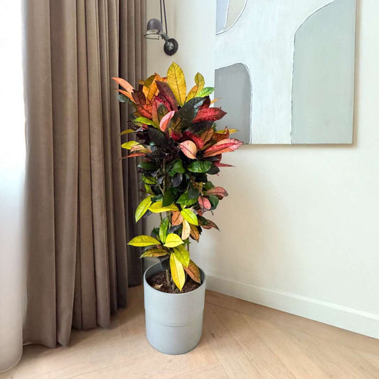 Croton - Codiaeum variegatum 'Mrs. Iceton' - Height 60-70cm - ⌀19cm