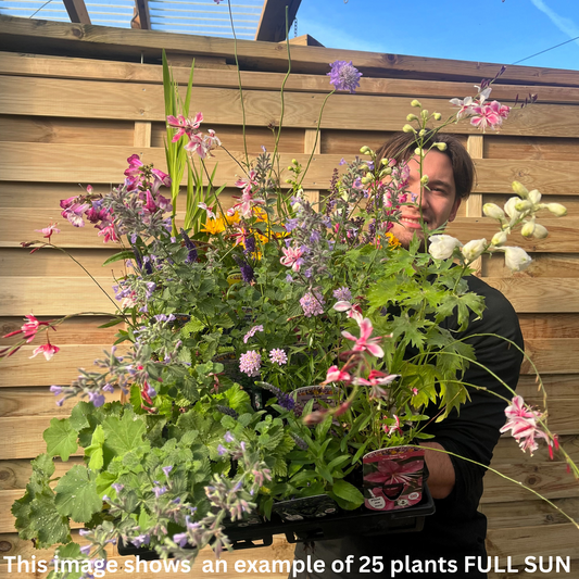 Special offer Perennial Mix