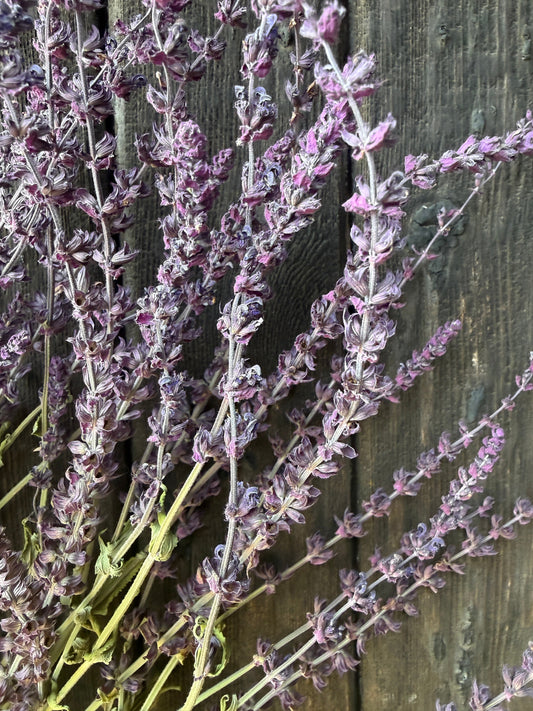 Salvia Violet Queen Dried