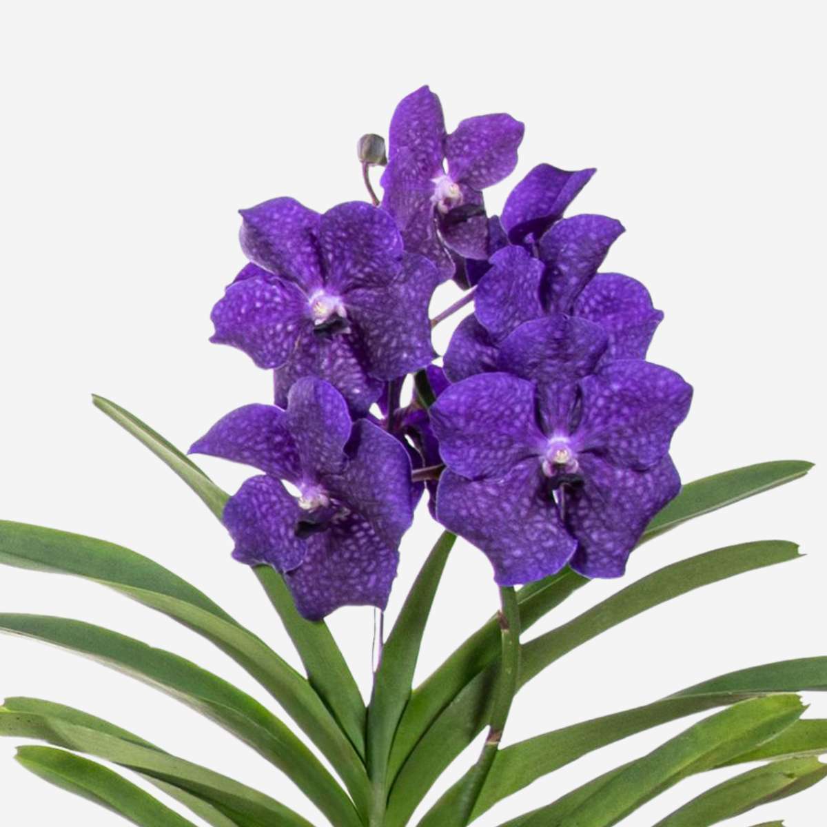 Vanda Orchid - Vanda 'Blue' - Height 55-65cm