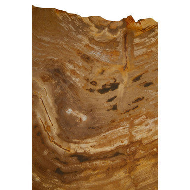 Natural Small Rustic Petrified Wood Top Side Table with Silver Finish Metal Frame | Relic