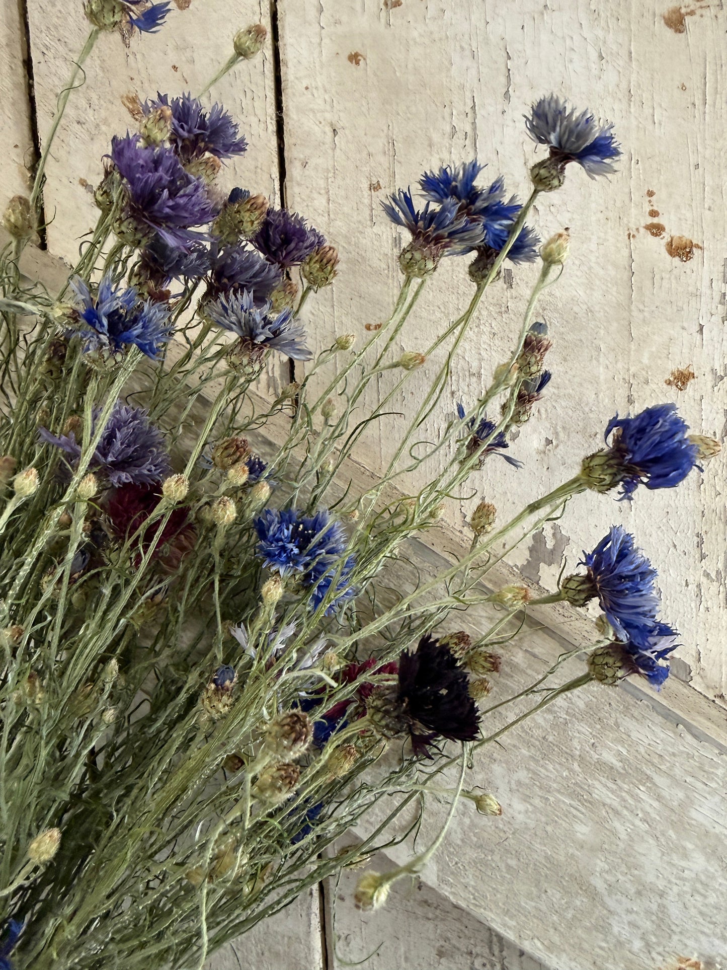 Cornflower Dried Flowers | Norfolk Meadow Bunch