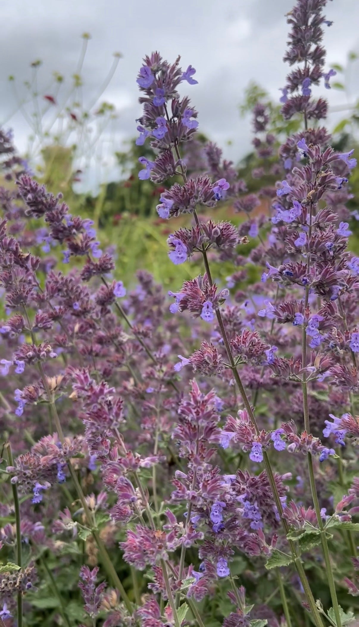 Nepeta Mussinii - Catmint