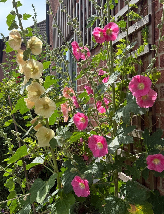Hollyhock Bishy Barnabee Mix
