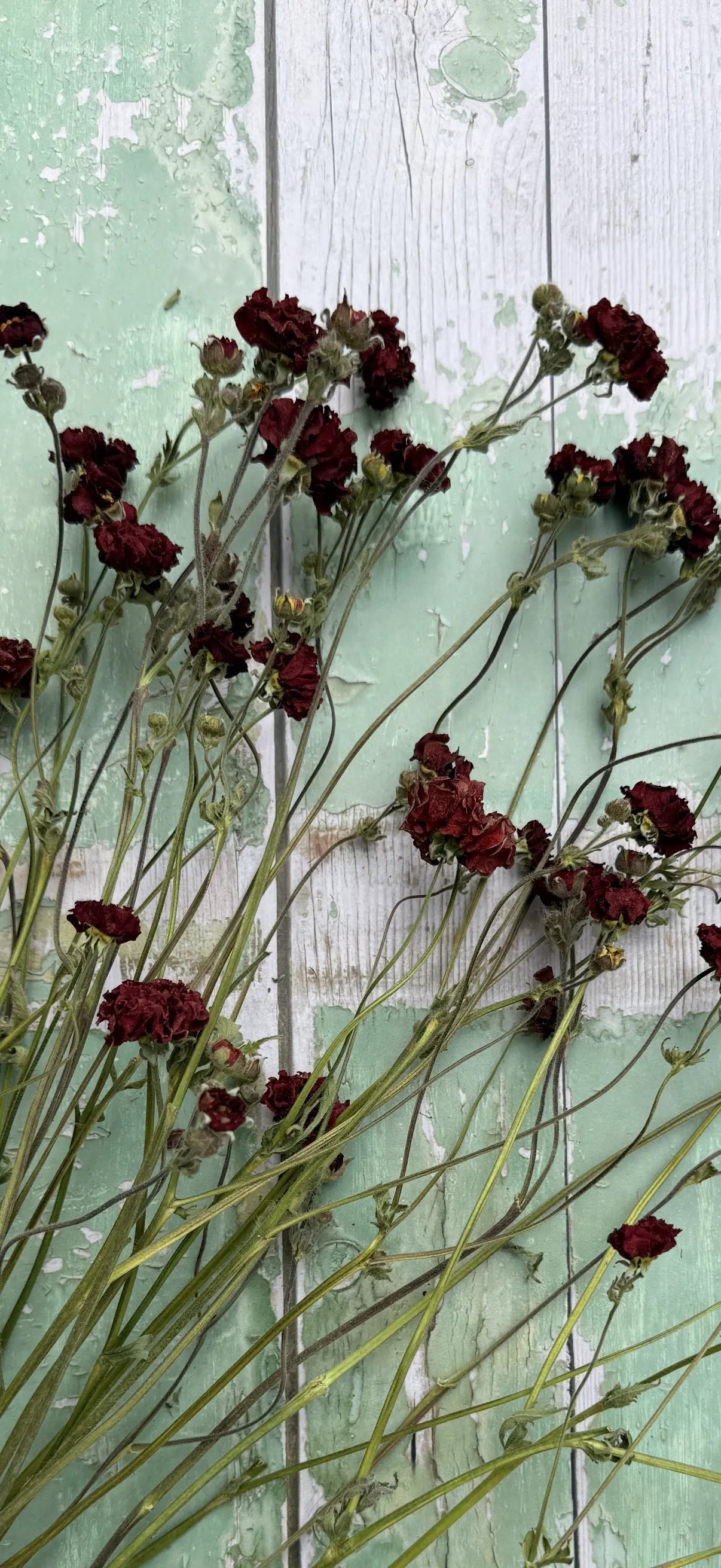 Geums 'Mrs Bradshaw' Dried