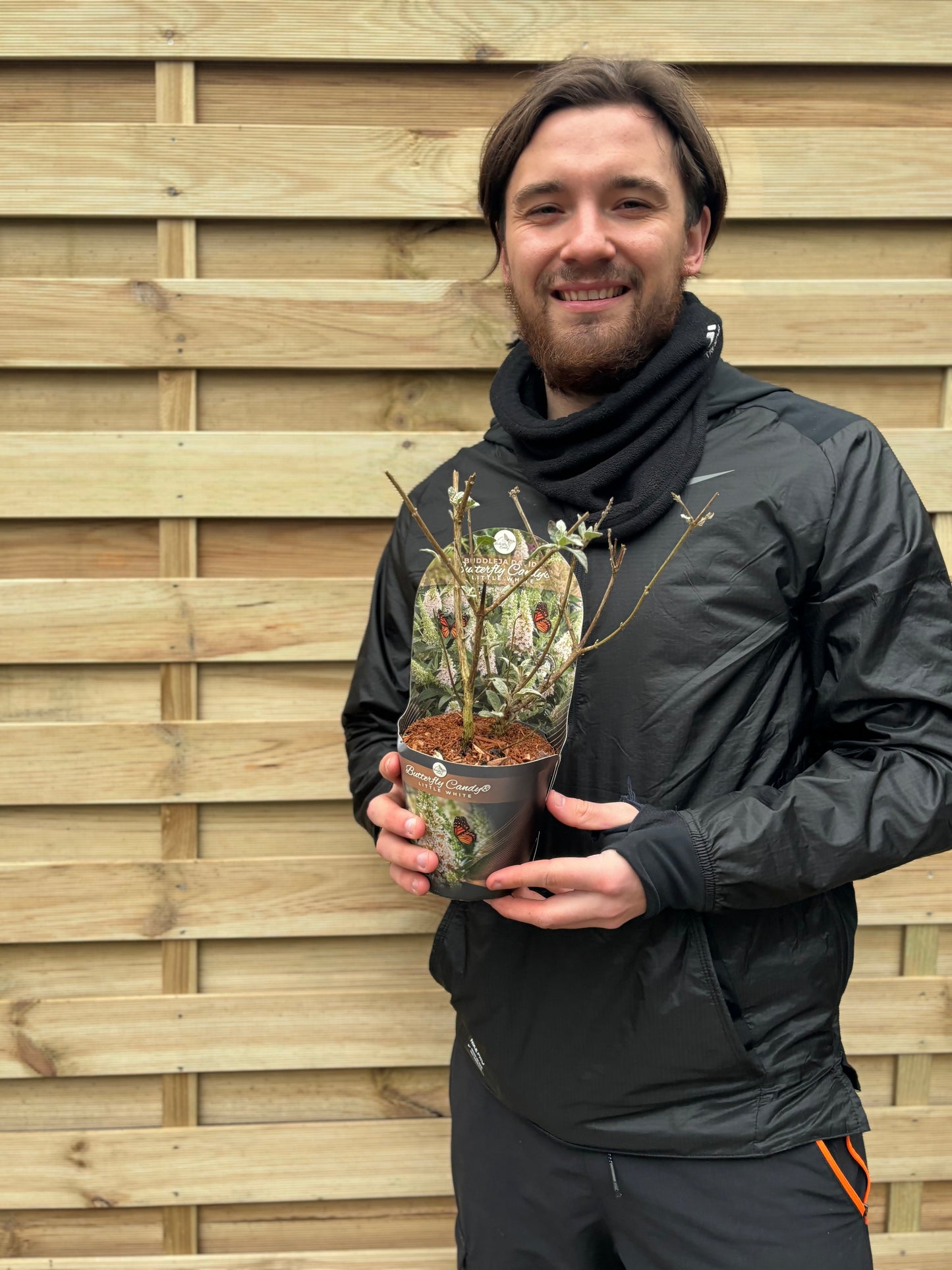 Buddleja Butterfly Candy 'Little White' 9cm/1L/3L