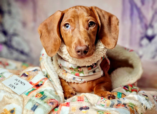 Doggy in the Window - Dog Snood
