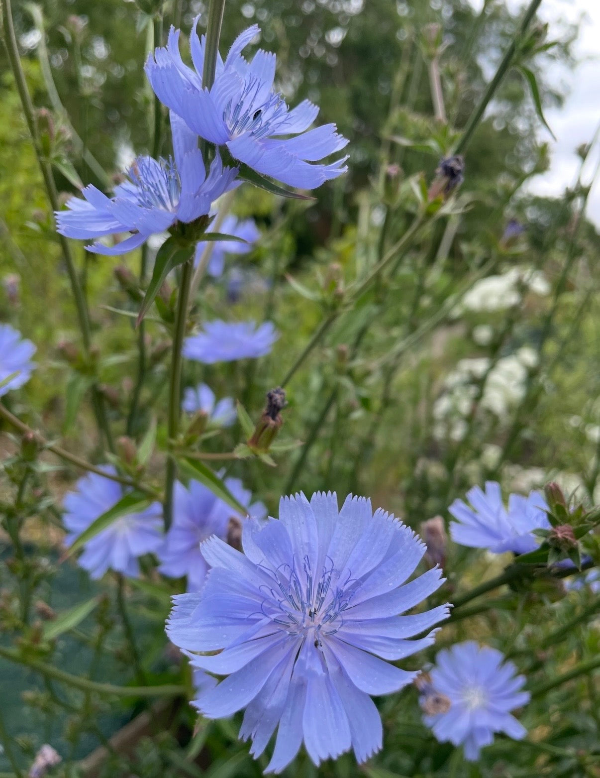 Chicory Wild