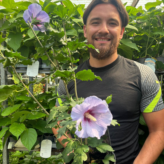 Hibiscus syriacus 'Oiseau bleu' 2L