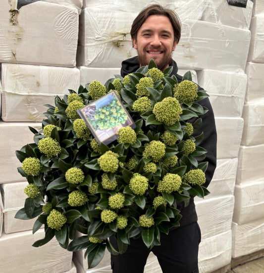Skimmia japonica 'White Globe' 3L / 12L
