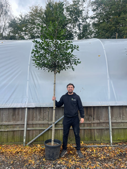 Standard ilex 'Nelly Steven's Tree 3m (stem 1.8m + head) 35L