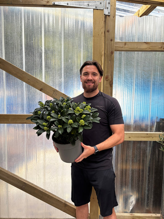 Skimmia japonica 'Fragrant Cloud' 9cm/2L/5L