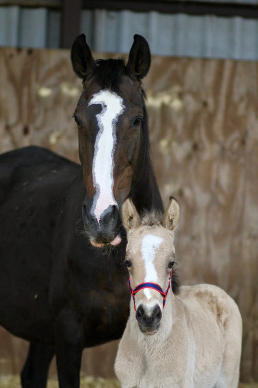 Field Safe Headcollar