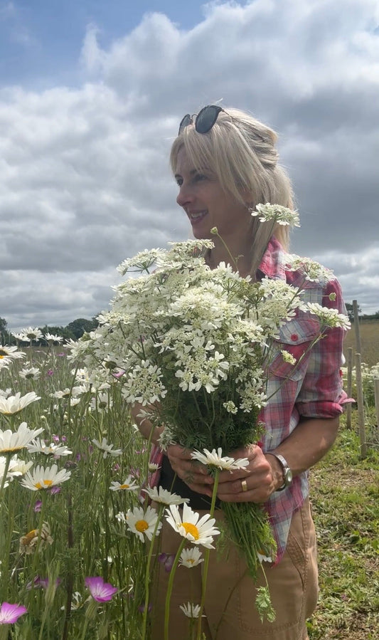 Orlaya Grandiflora