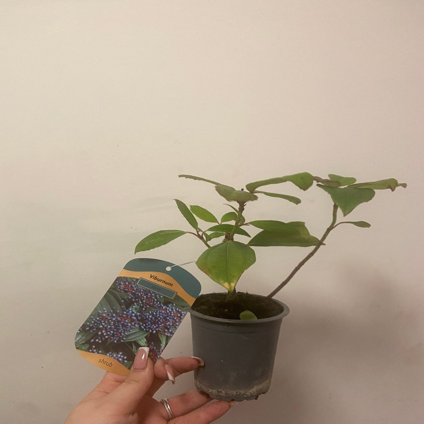 Viburnum davidii 9cm