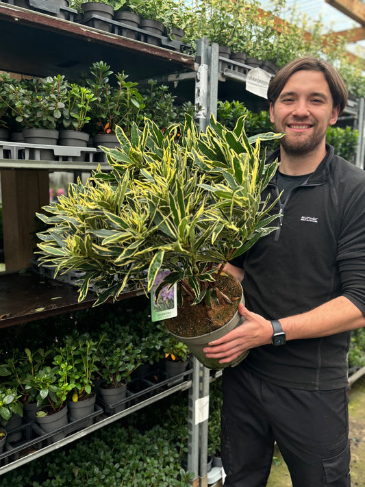 Rhododendron ponticum €˜Variegata€™ 5L