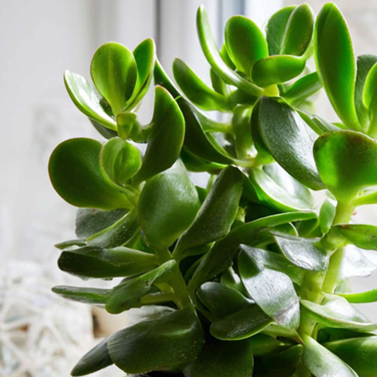 Jade plant - Crassula ovata - Height 15-25cm - ø12cm