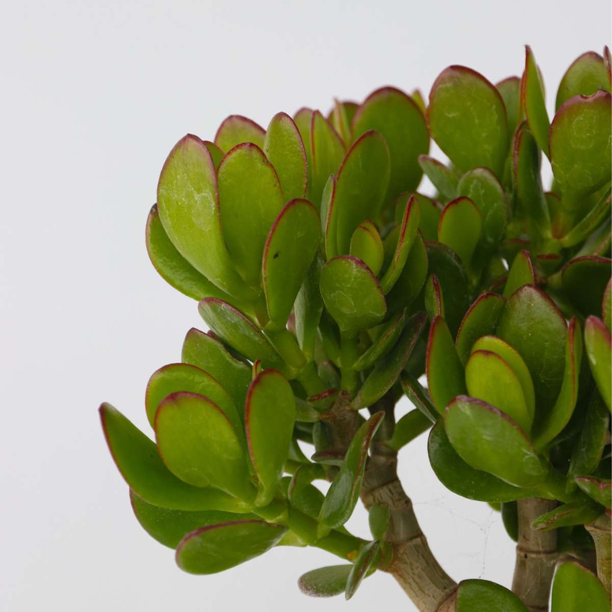 Jade plant - Crassula ovata 'Minor' - Height 30-35cm - ⌀17cm