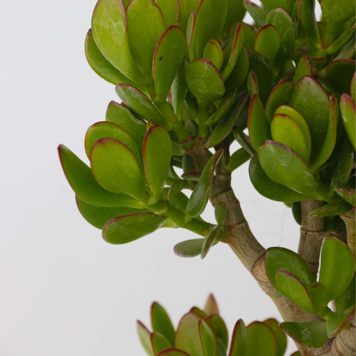 Jade plant - Crassula ovata 'Minor' - Height 60-65cm - ⌀30cm