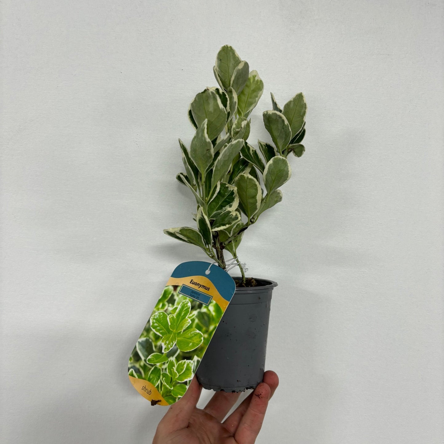 Euonymus japonicus 'Kathy' 9cm / 2L