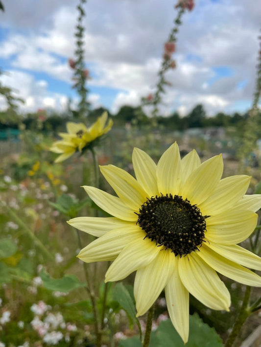 Sunflower Vanilla Ice