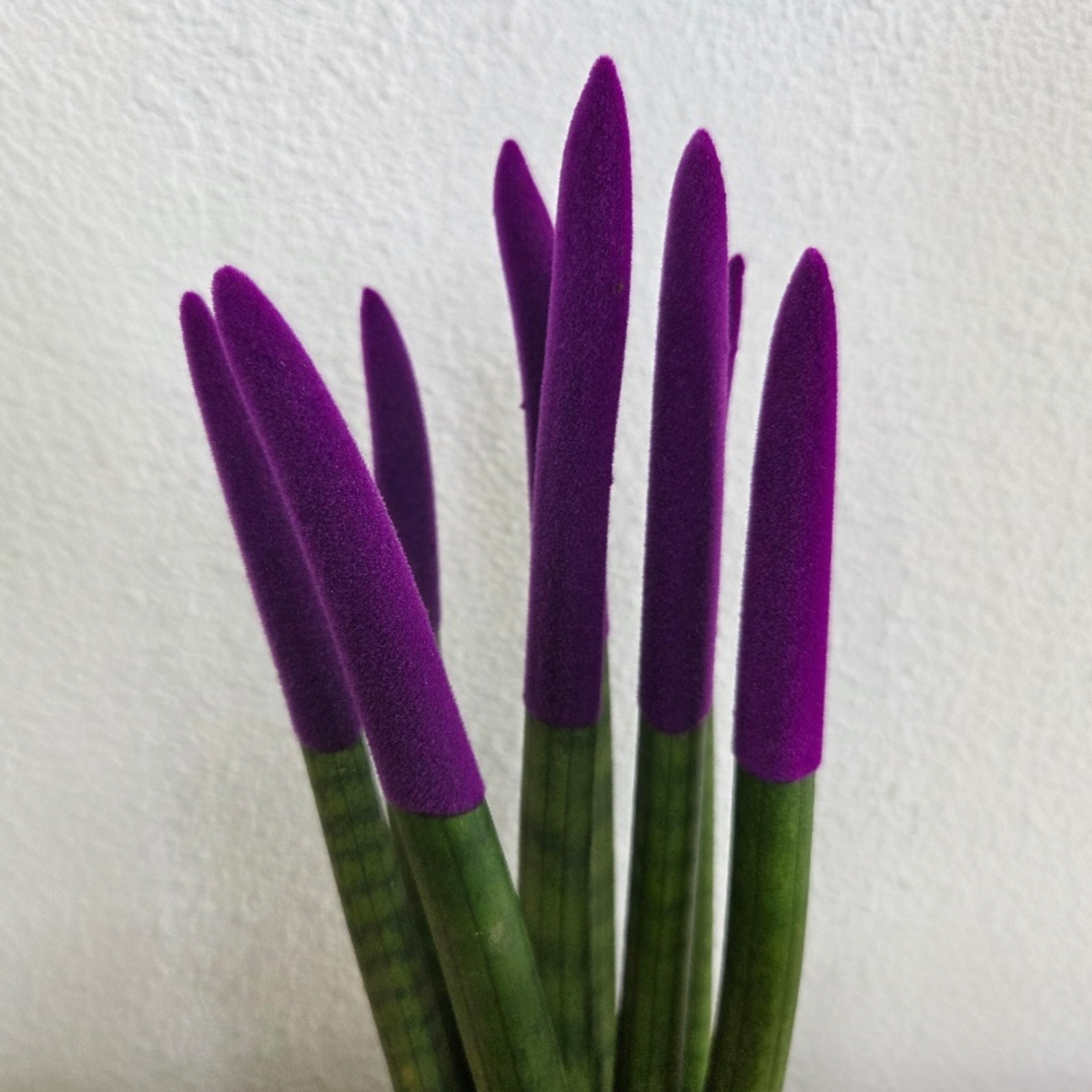 Snake Plant Velvet Touch - Sansevieria cylindrica - Height 20-40cm - ⌀9cm