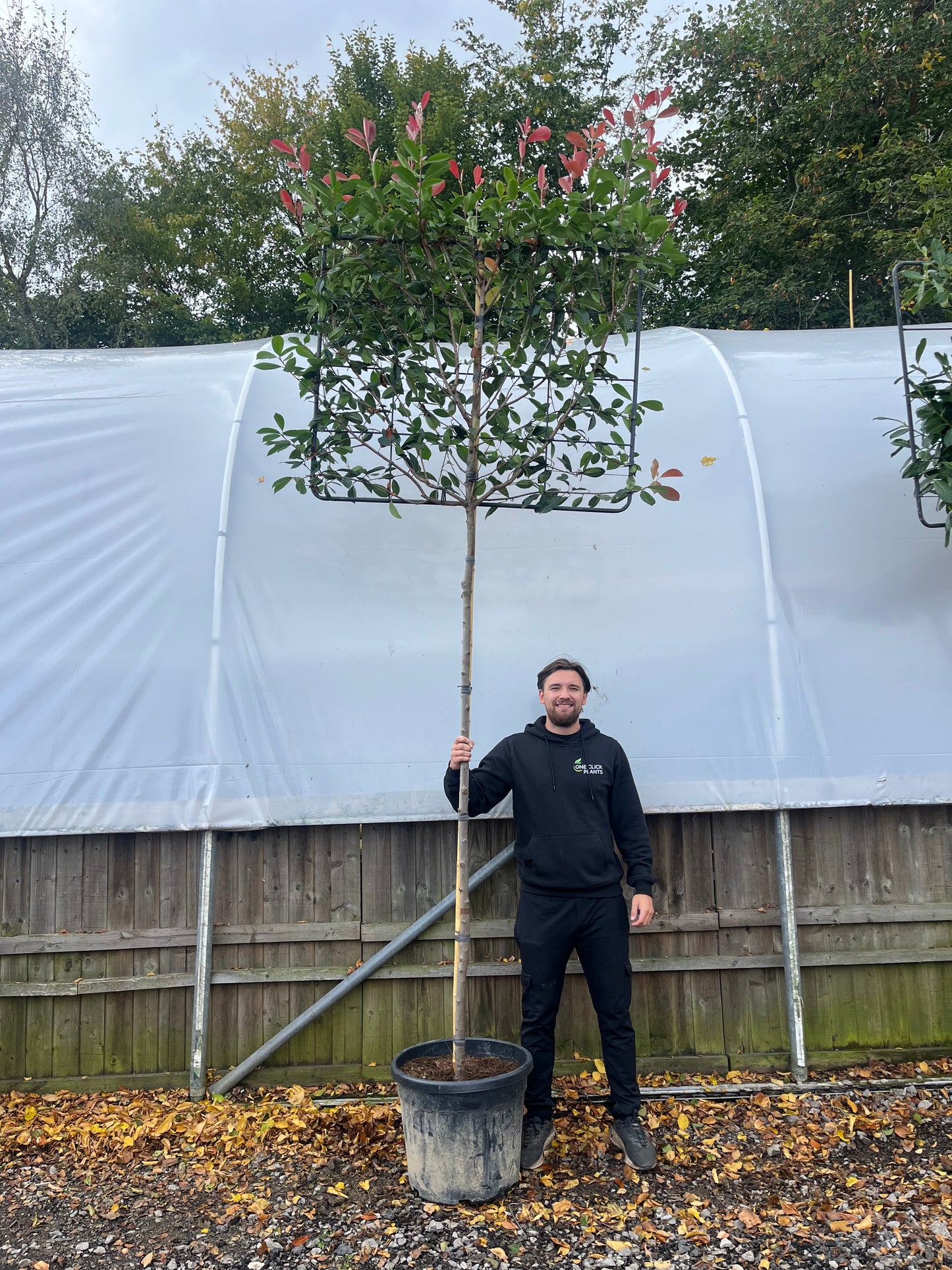 Photinia 'Red Robin' Pleached Tree - 1.8m Stem, 1.2m x 1m (Metal Frame)
