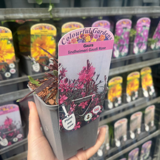 Gaura lindheimeri Gaudi Pink 9cm Pot